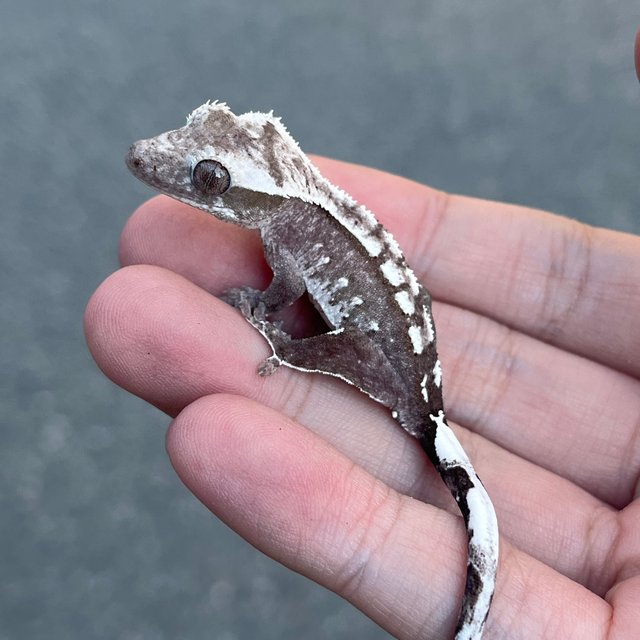 Axanthic White Spot