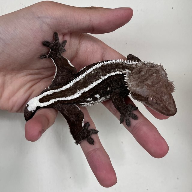 White Spot Super Stripe Axanthic