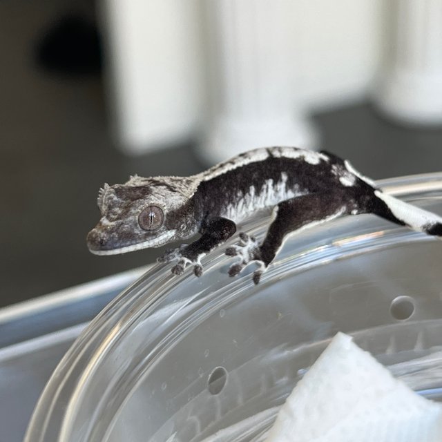 Axanthic White Spot