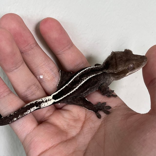 Super Stripe Full Pinstripe Quad Axanthic