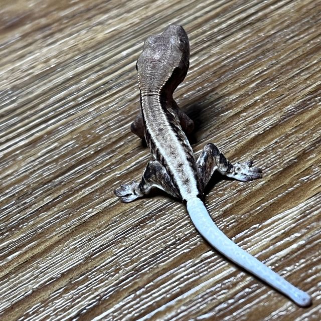 프라푸치노 트라이