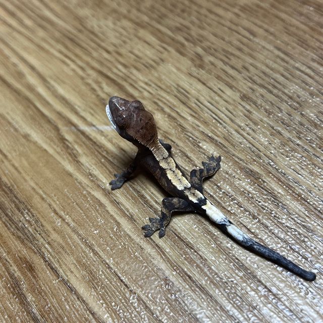 세이블 트라이
