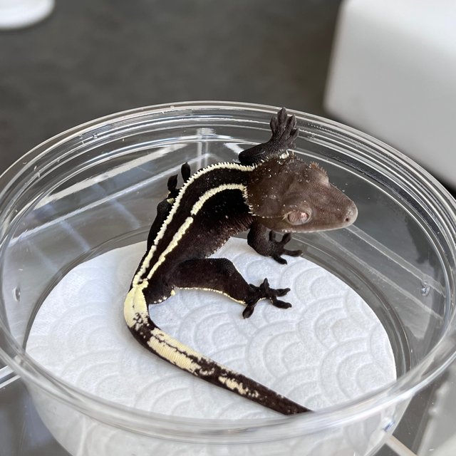 Axanthic