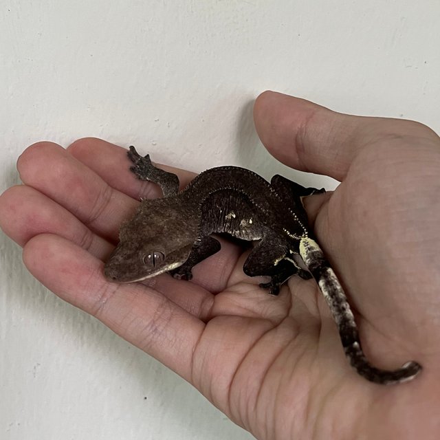 Axanthic