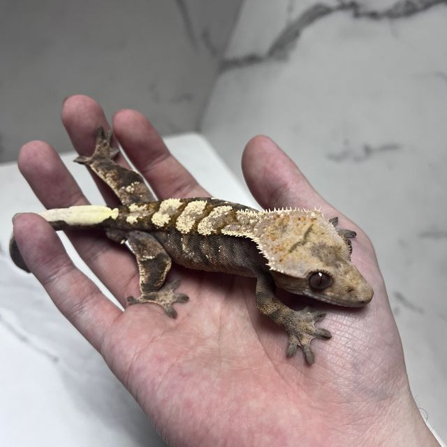 세이블