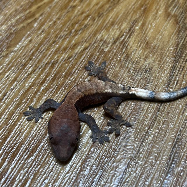 세이블