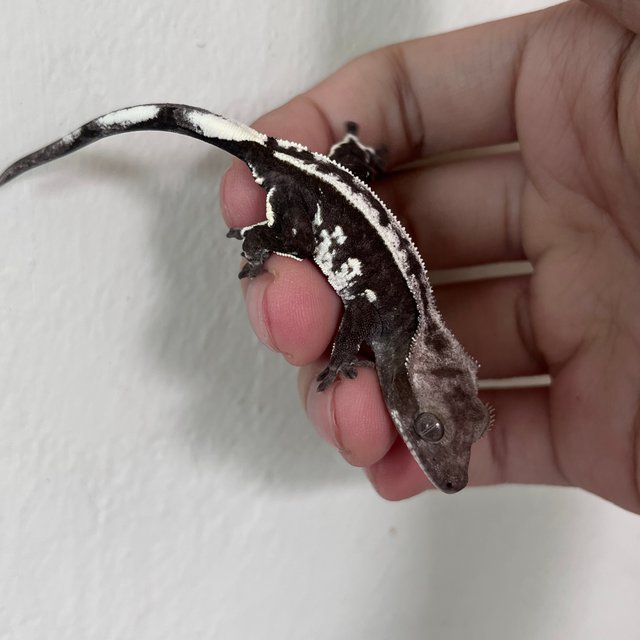 White Spot Axanthic Quad