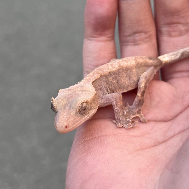 Hypo Cappuccino