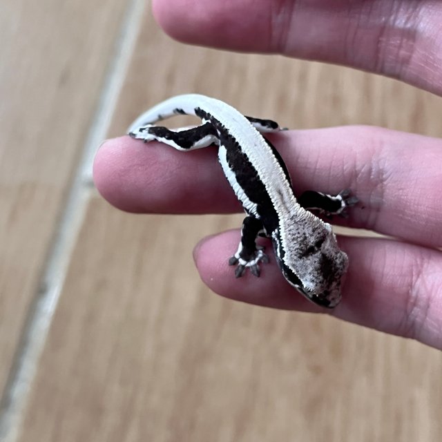 릴잔틱 솔리드백 블랙