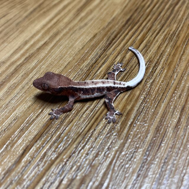 릴리 세이블