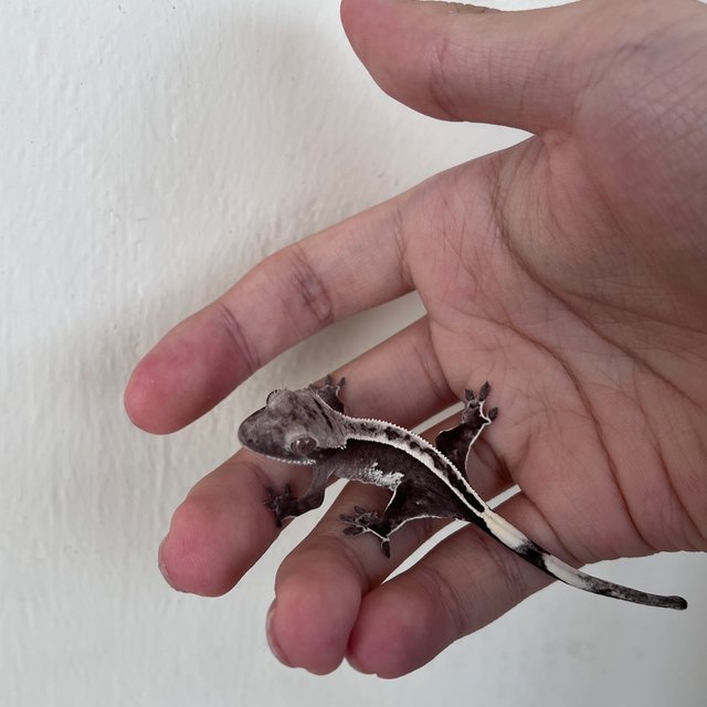 Full Pinstripe Axanthic Quad