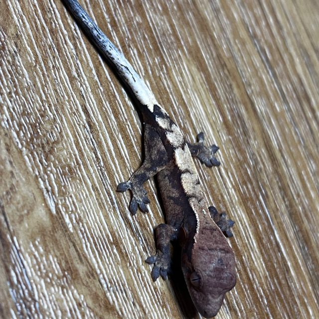 세이블
