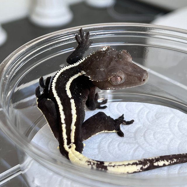Axanthic