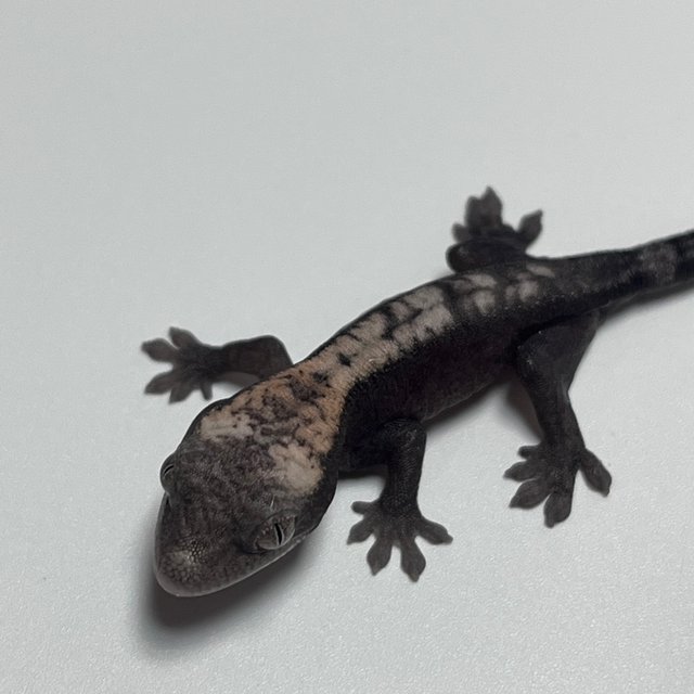 다크 슈퍼 세이블