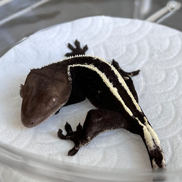 Sable Axanthic