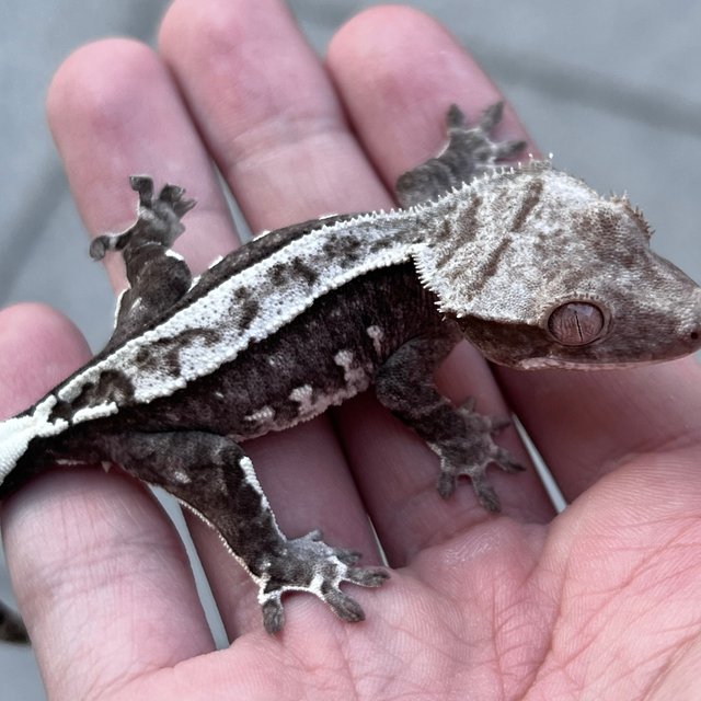 White Spot Axanthic