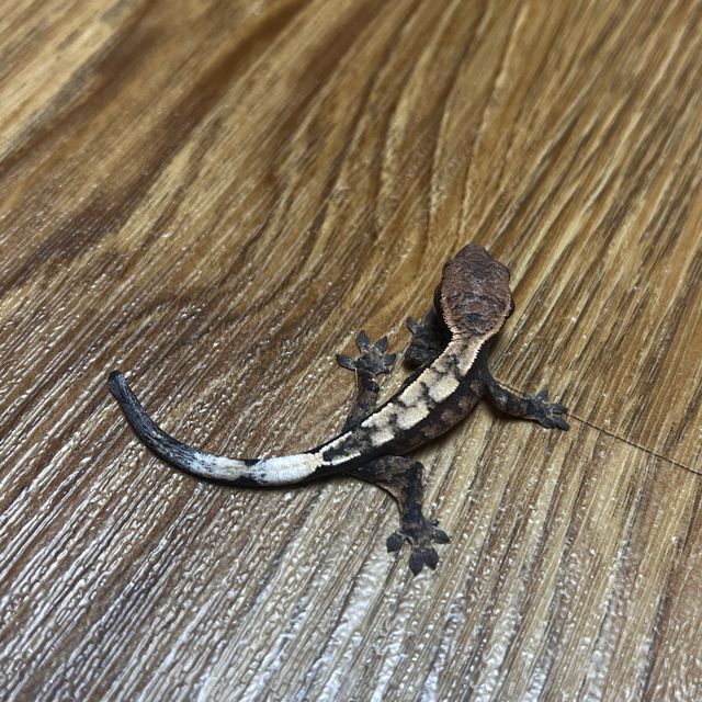 세이블