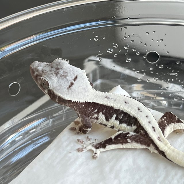 White Lilly Axanthic