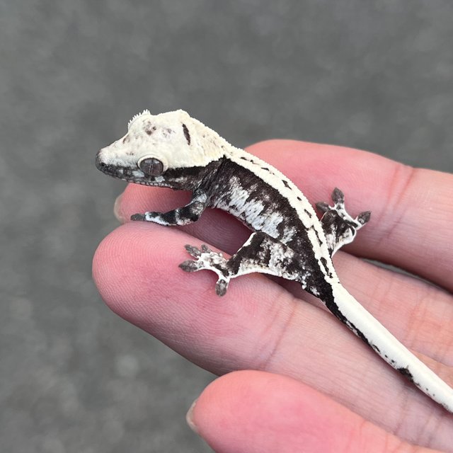 White Spot White Drippy Axanthic