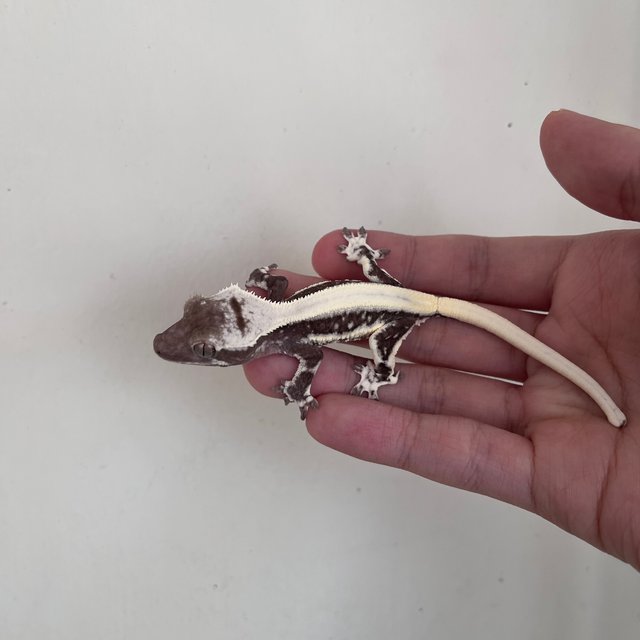 릴잔틱 솔리드백 드리피