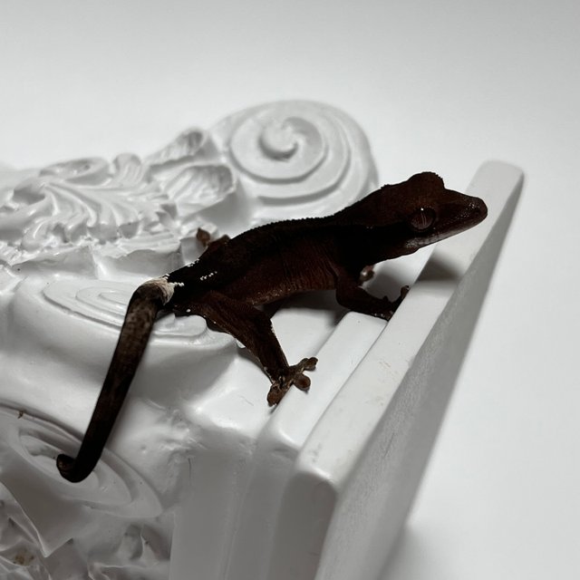 챠콜 팬텀 카푸치노