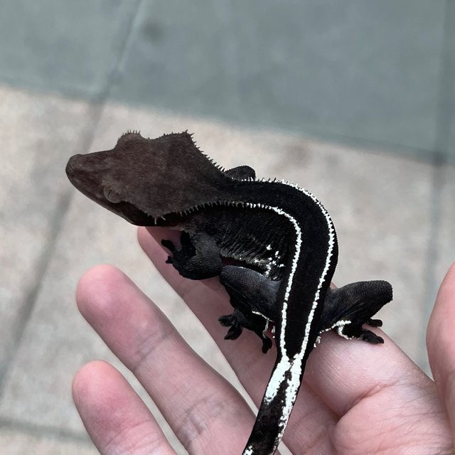 Full Pinstripe Axanthic