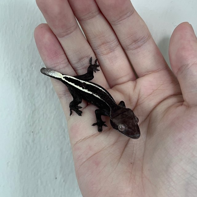 Cappuccino Axanthic