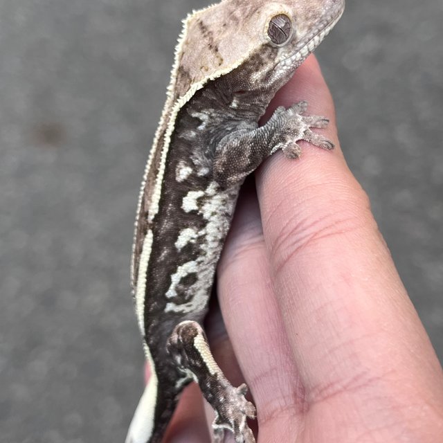 Axanthic White Spot Quad