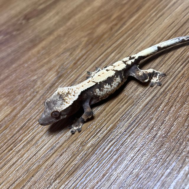 세이블