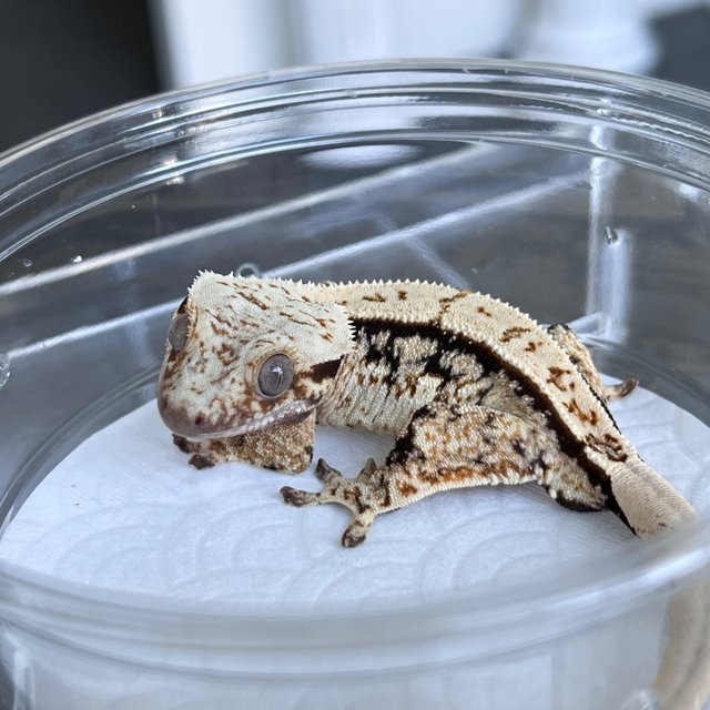 100% Het Axanthic White White Spot