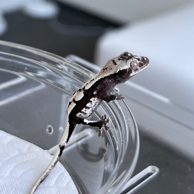 Axanthic Quad White Spot