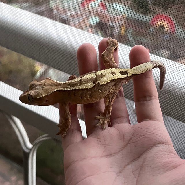 Sable 100% Het Axanthic