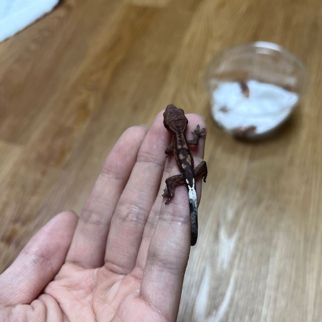 카푸치노