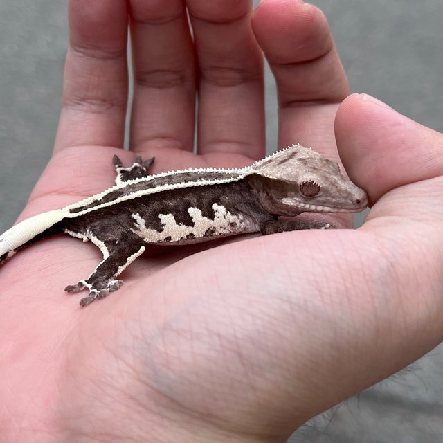 White Spot Super Stripe Axanthic