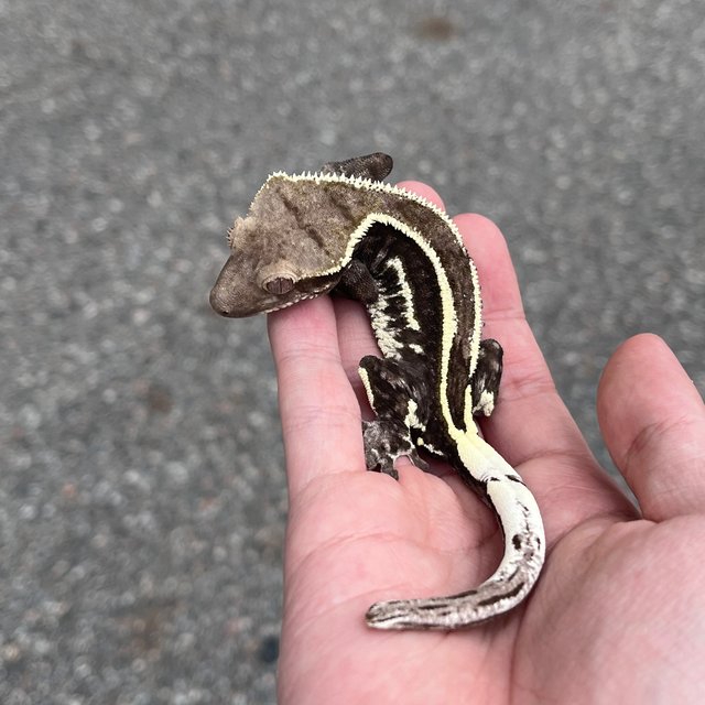 White Spot Quad Axanthic