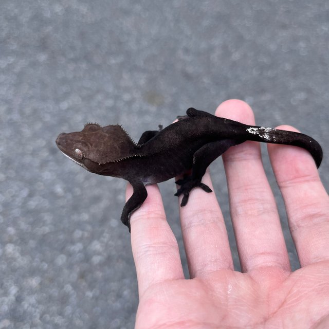 Black Axanthic