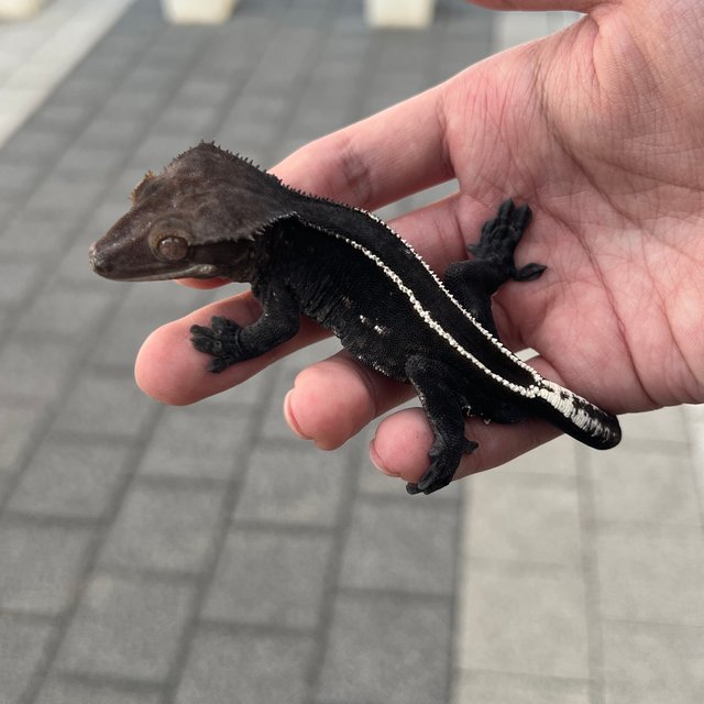 Axanthic Full Pinstripe Black