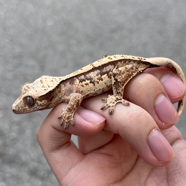 White Spot Drippy 100% Het Axanthic White