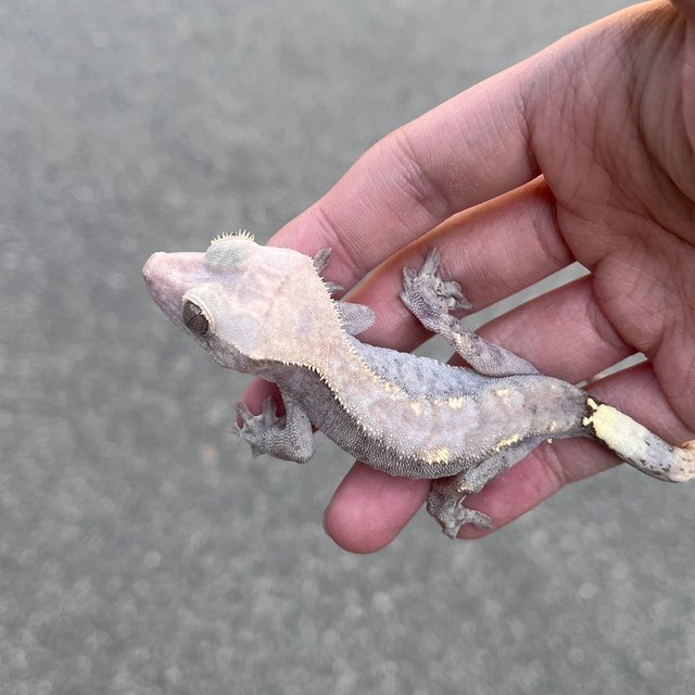 Hypo Cappuccino