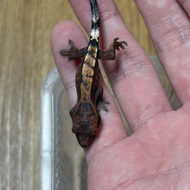 세이블 100%헷아잔틱