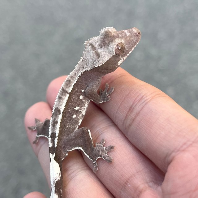 Axanthic White Spot