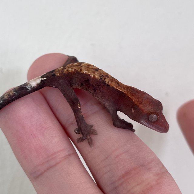 Hypo Cappuccino
