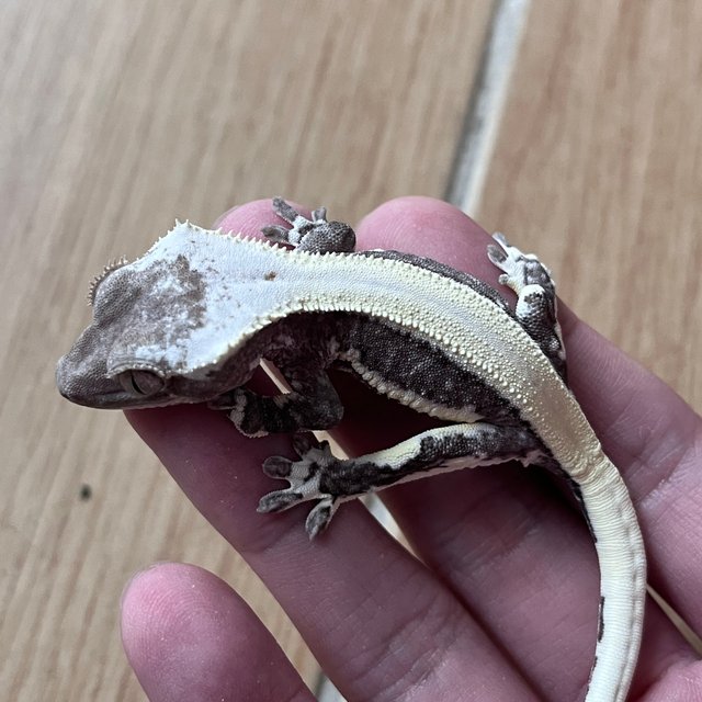 Lilly Axanthic Solid Back