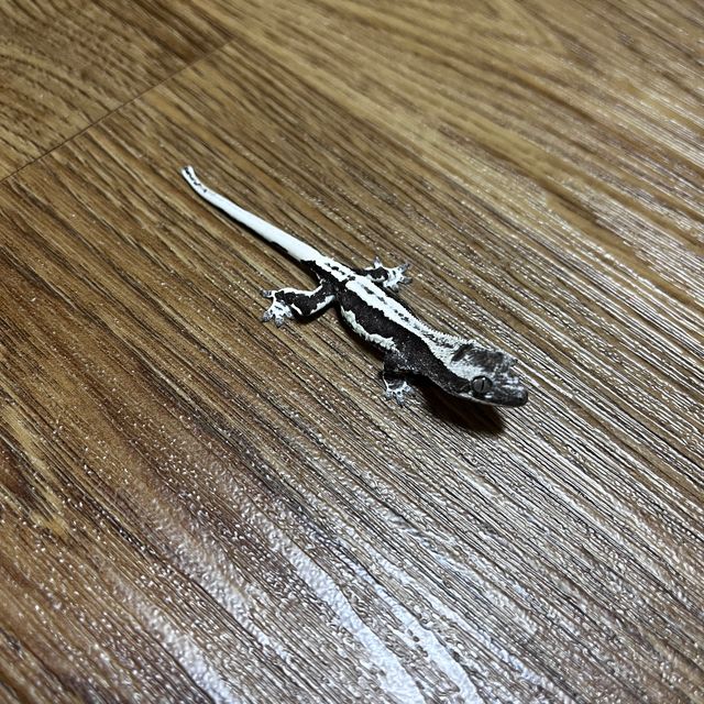 릴잔틱 다크
