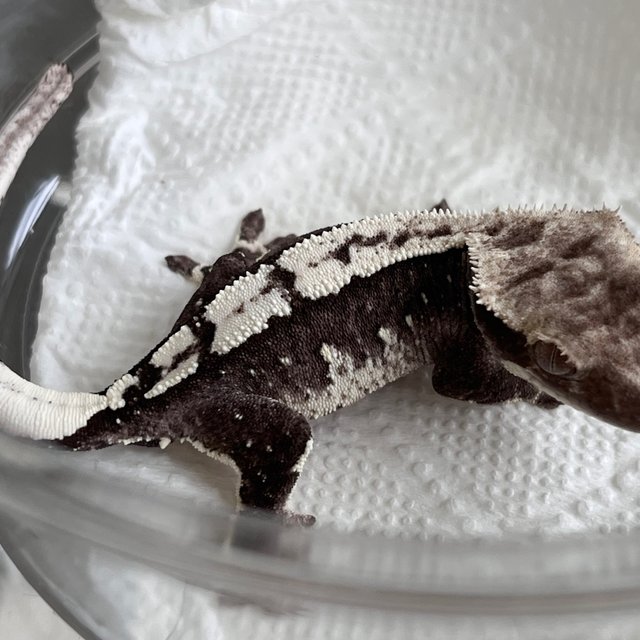 White Spot Axanthic