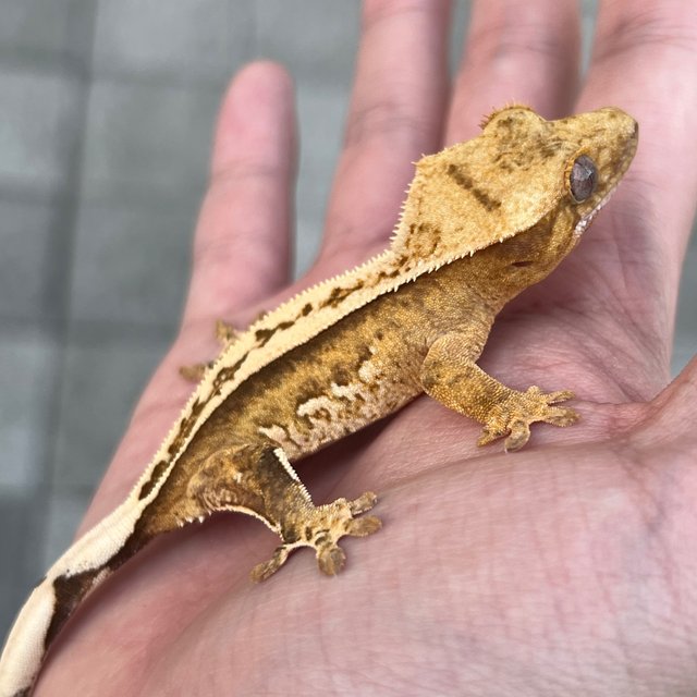 100% Het Axanthic Super Stripe White Spot