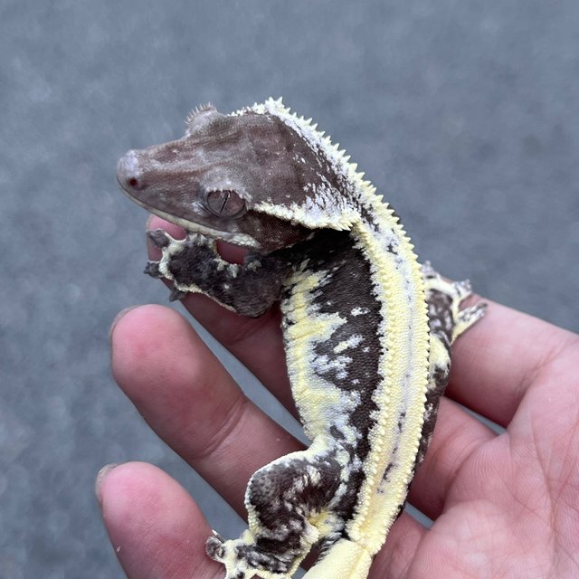 Lilly Axanthic
