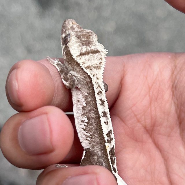 Axanthic White
