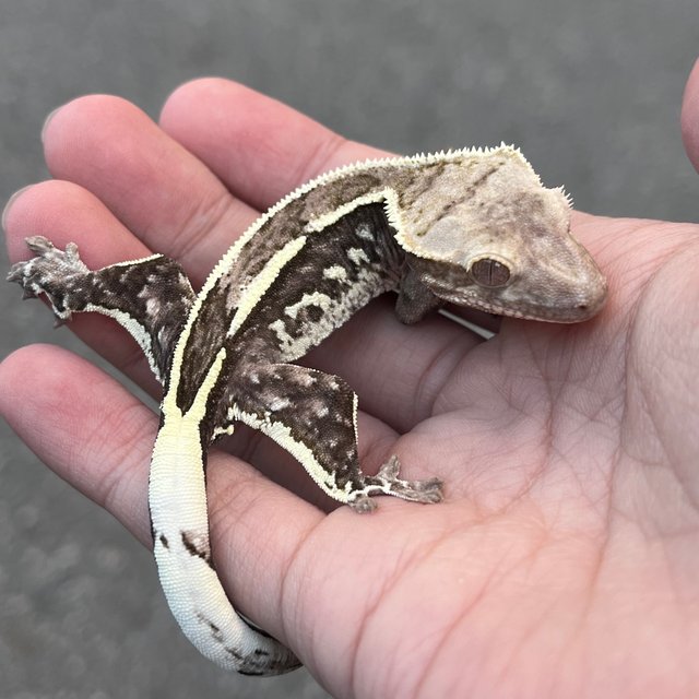 Quad White Spot Axanthic
