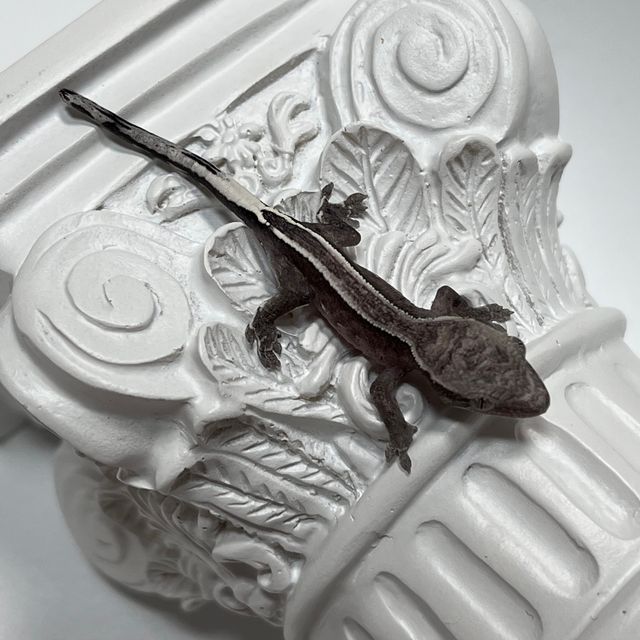 아잔틱 슈퍼스트라이프